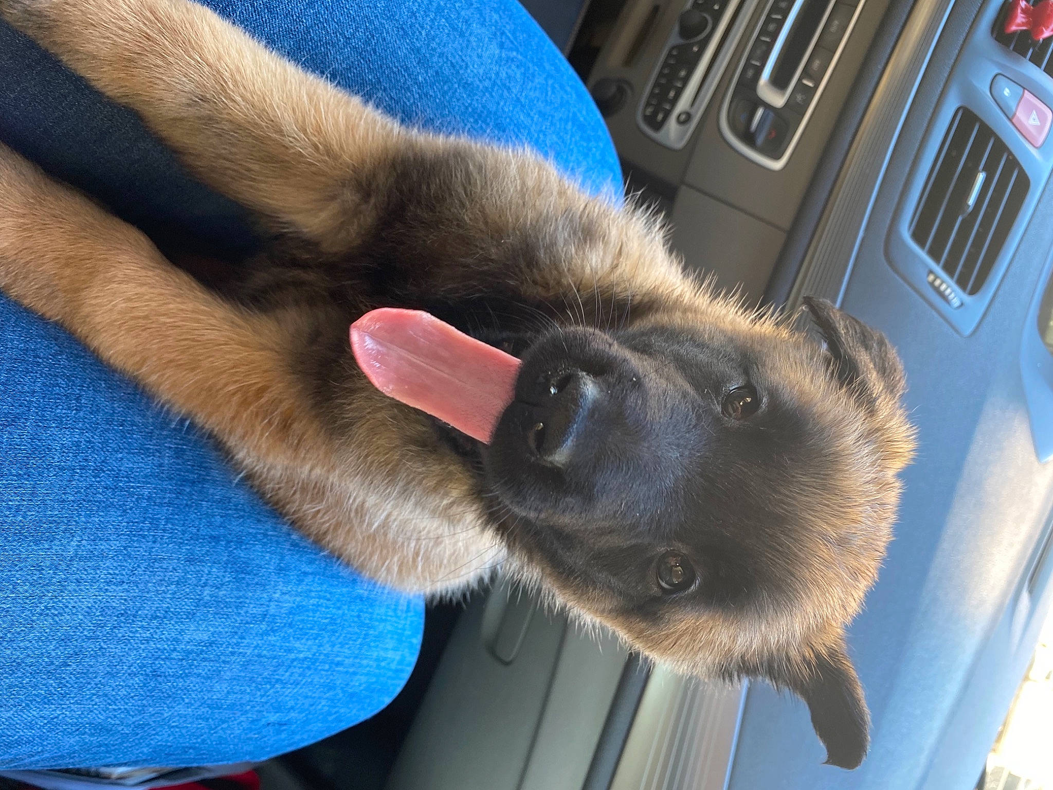 Roxy participe au concours pour gagner de l'argent avec cette photo : blue, dog_breed, electric_blue, family_car, fawn, foot, fur, gesture, human_leg, luxury_vehicle, nail, personal_luxury_car, snout, vehicle_door, whiskers
