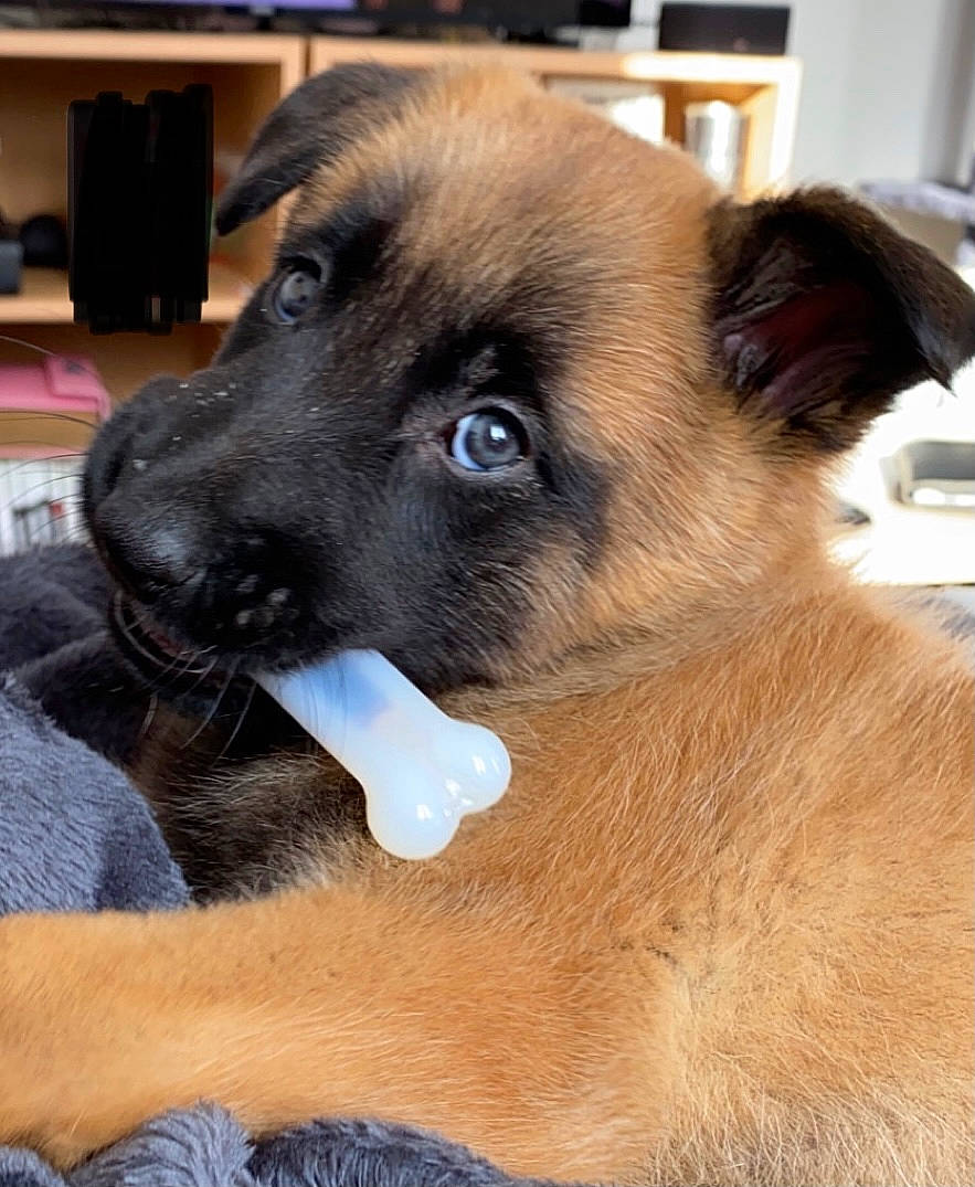 Roxy a rejoint le concours — aidez-le/la à gagner de superbes lots ! canidae, carnivore, companion_dog, dog, dog_breed, fawn, fur, non_sporting_group, snout, sporting_group, whiskers, working_animal, working_dog