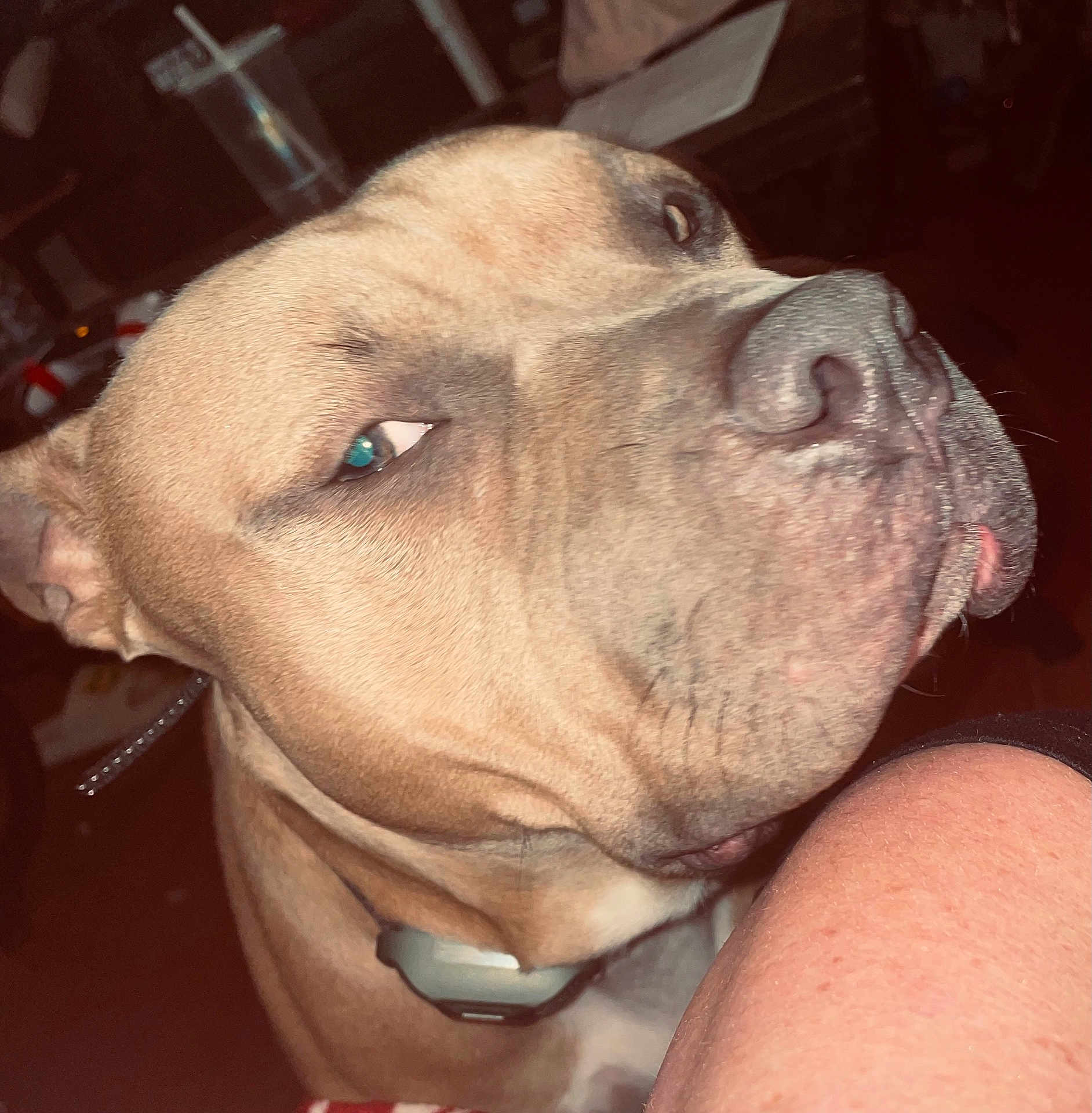 Brutus joined the competition — help win amazing prizes! dog, close_up, indoor, brown_dog, pet, animal, face, collar, canine, looking, serious, flesh_tone, human_arm, background, domestic_animal, muzzle, snout, ears, fur, portrait