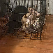 Brutus is registered to the contest to win money with this photo: dog, crate, cage, wood_floor, two_animals, pet, indoor, resting, brown_dog, black_dog, blanket, animal, canine, floor, home, domestic, relaxing, sleeping, paw, furniture