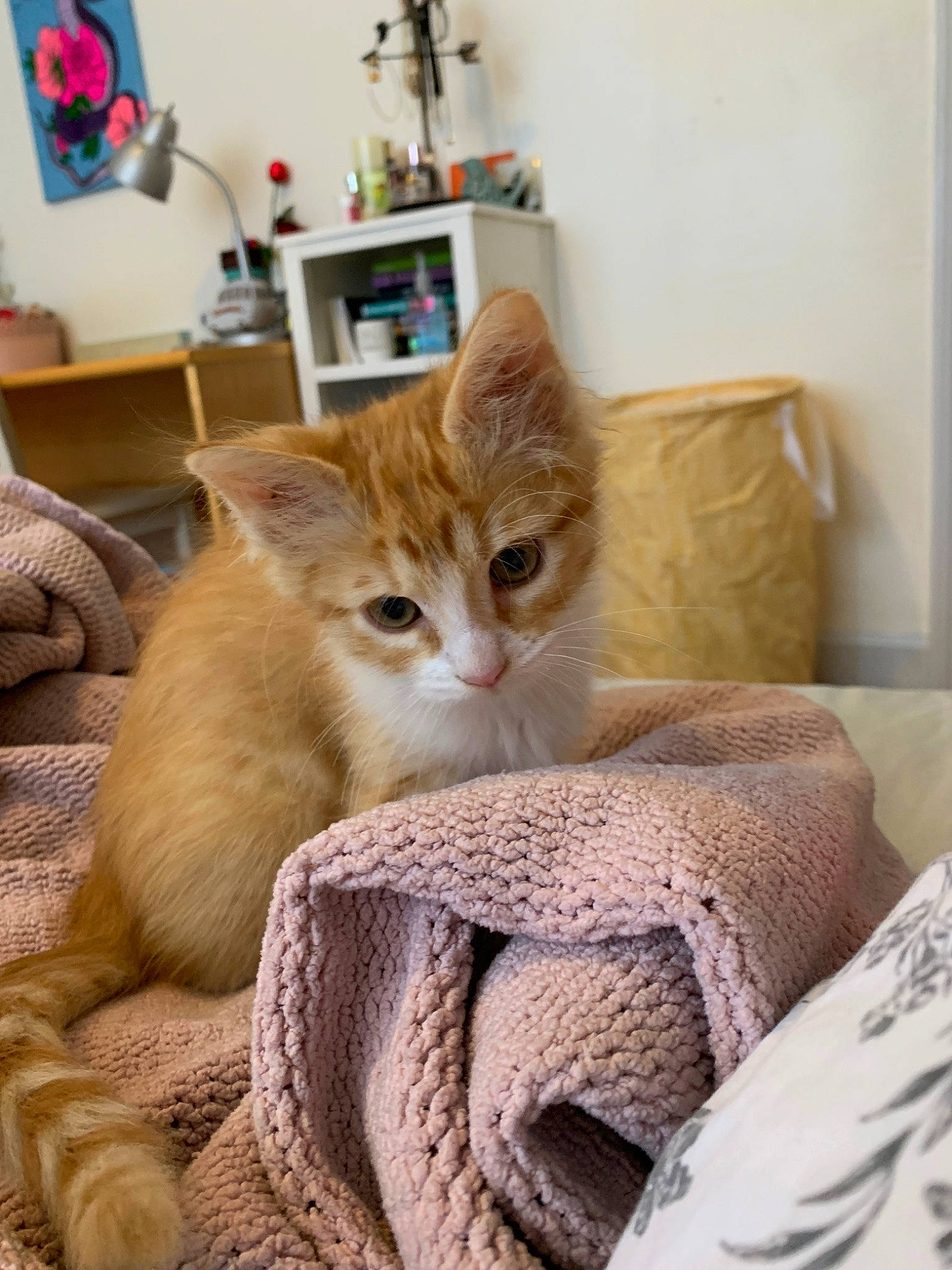 Simba