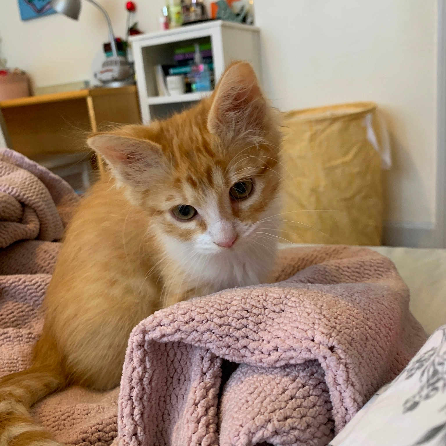 Simba