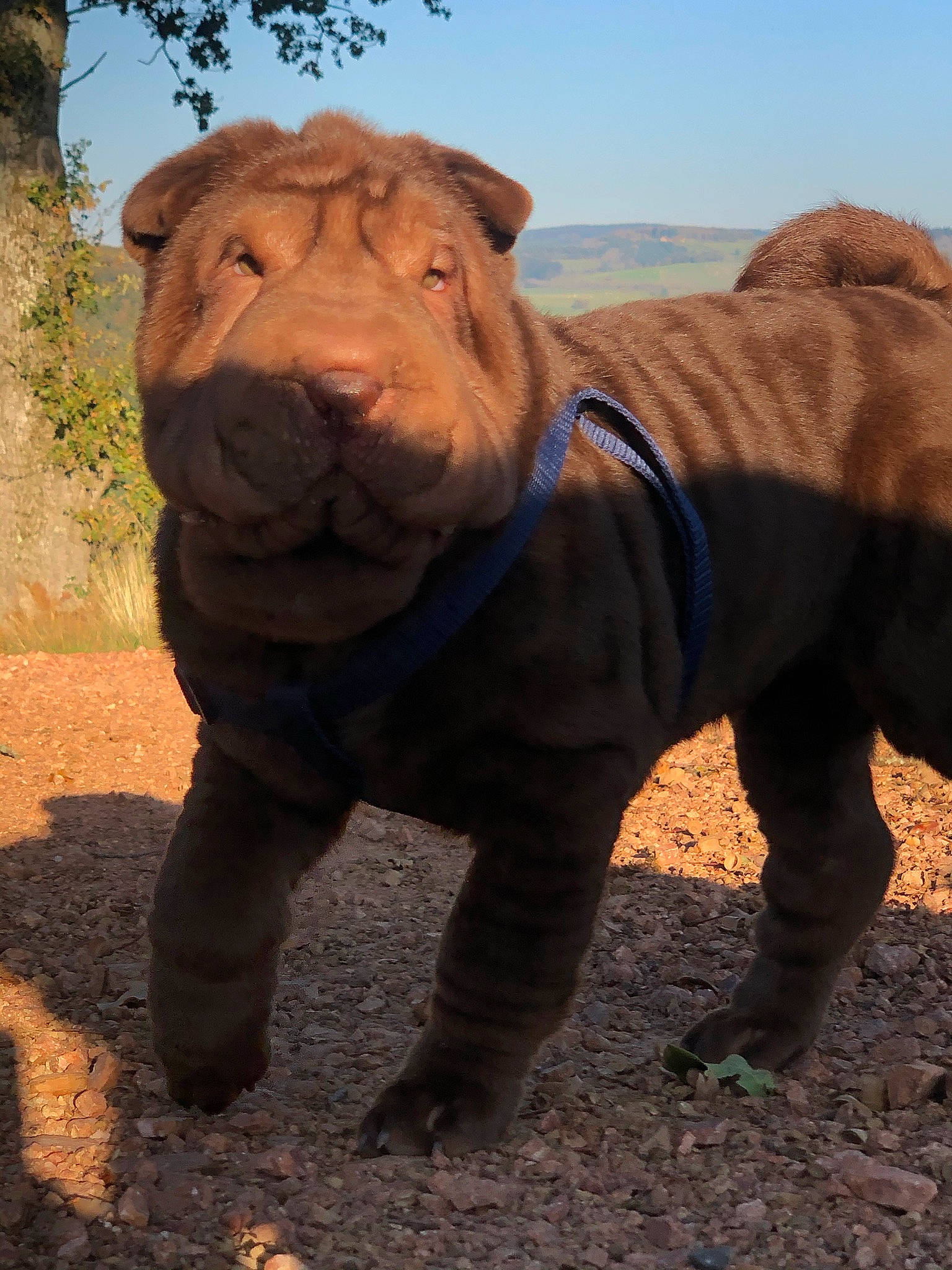 Romy a rejoint le concours — aidez-le/la à gagner de superbes lots ! art, big_cats, carnivore, dog_breed, fawn, grass, grassland, landscape, natural_landscape, natural_material, sculpture, sky, snout, soil, terrestrial_animal, tree, wildlife, wood, working_animal, wrinkle