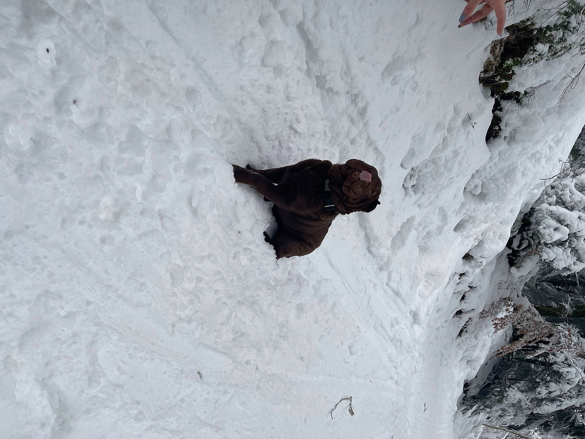 Romy a rejoint le concours — aidez-le/la à gagner de superbes lots ! adventure, bedrock, extreme_sport, freezing, geological_phenomenon, glacial_landform, ice_cap, mountaineer, outcrop, recreation, rock, slope, snow, soil, sports, tree, trunk, winter, winter_sport, wood