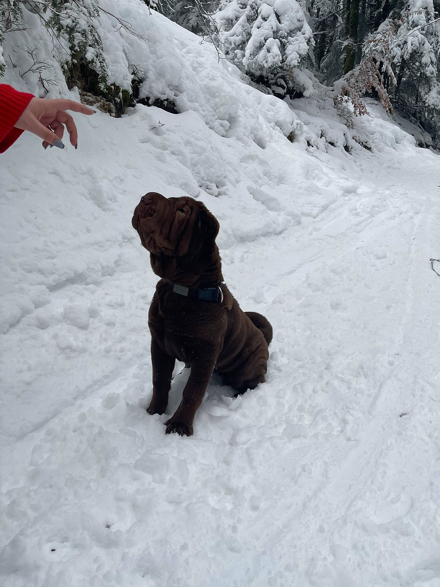 Romy participe au concours pour gagner de l'argent avec cette photo : canidae, carnivore, collar, companion_dog, dog, dog_breed, dog_collar, freezing, fun, fur, geological_phenomenon, glacial_landform, leash, plant, recreation, slope, snow, sporting_group, winter, working_animal