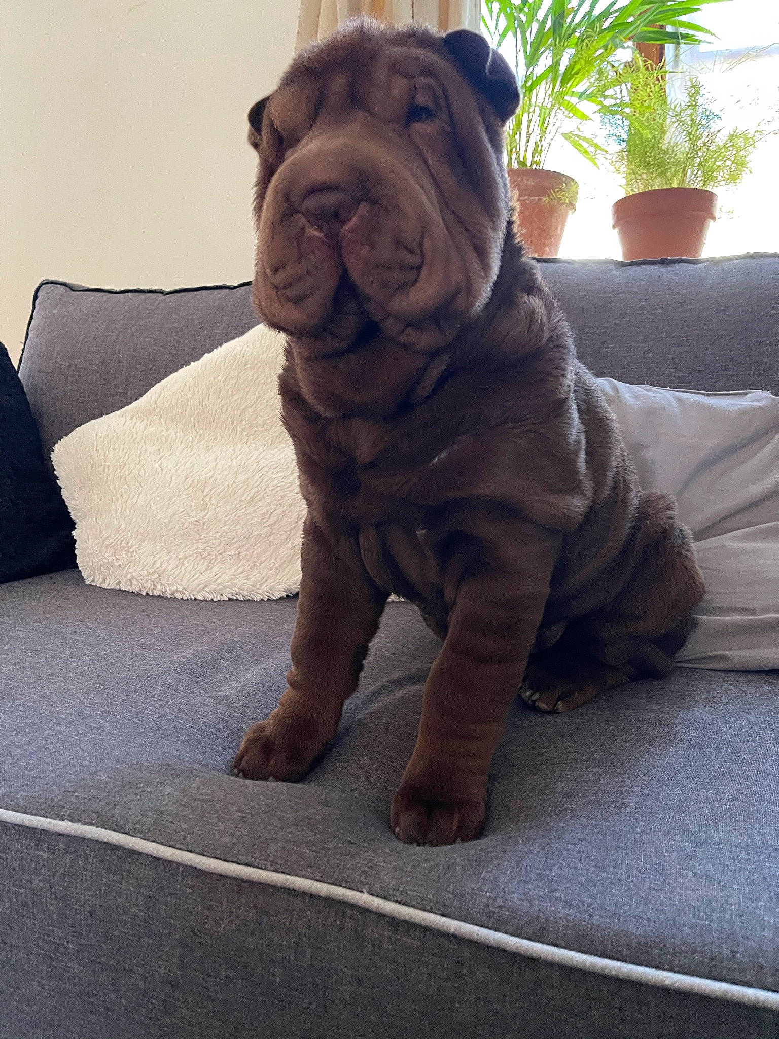 Romy a rejoint le concours — aidez-le/la à gagner de superbes lots ! brown, carnivore, comfort, companion_dog, dog, dog_breed, fawn, flooring, flowerpot, houseplant, liver, ori_pei, plant, shar_pei, sporting_group, terrestrial_animal, window, wood, working_animal, wrinkle