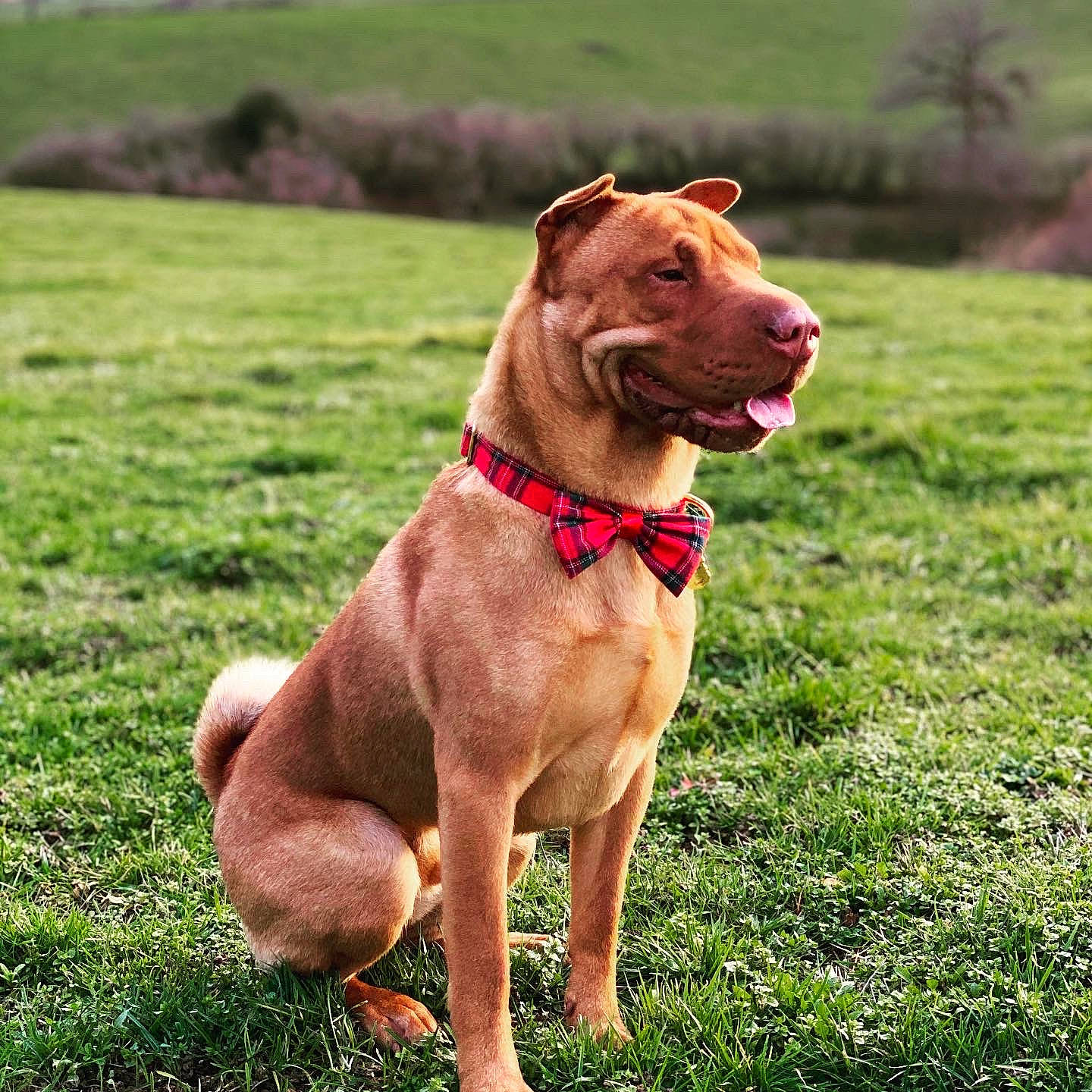 Mozzie participe au concours pour gagner de l'argent avec cette photo : american_pit_bull_terrier, canidae, carnivore, companion_dog, dog, dog_breed, dog_collar, fawn, grass, mammal, pit_bull, plant, rare_breed_dog, snout, sporting_group, vertebrate