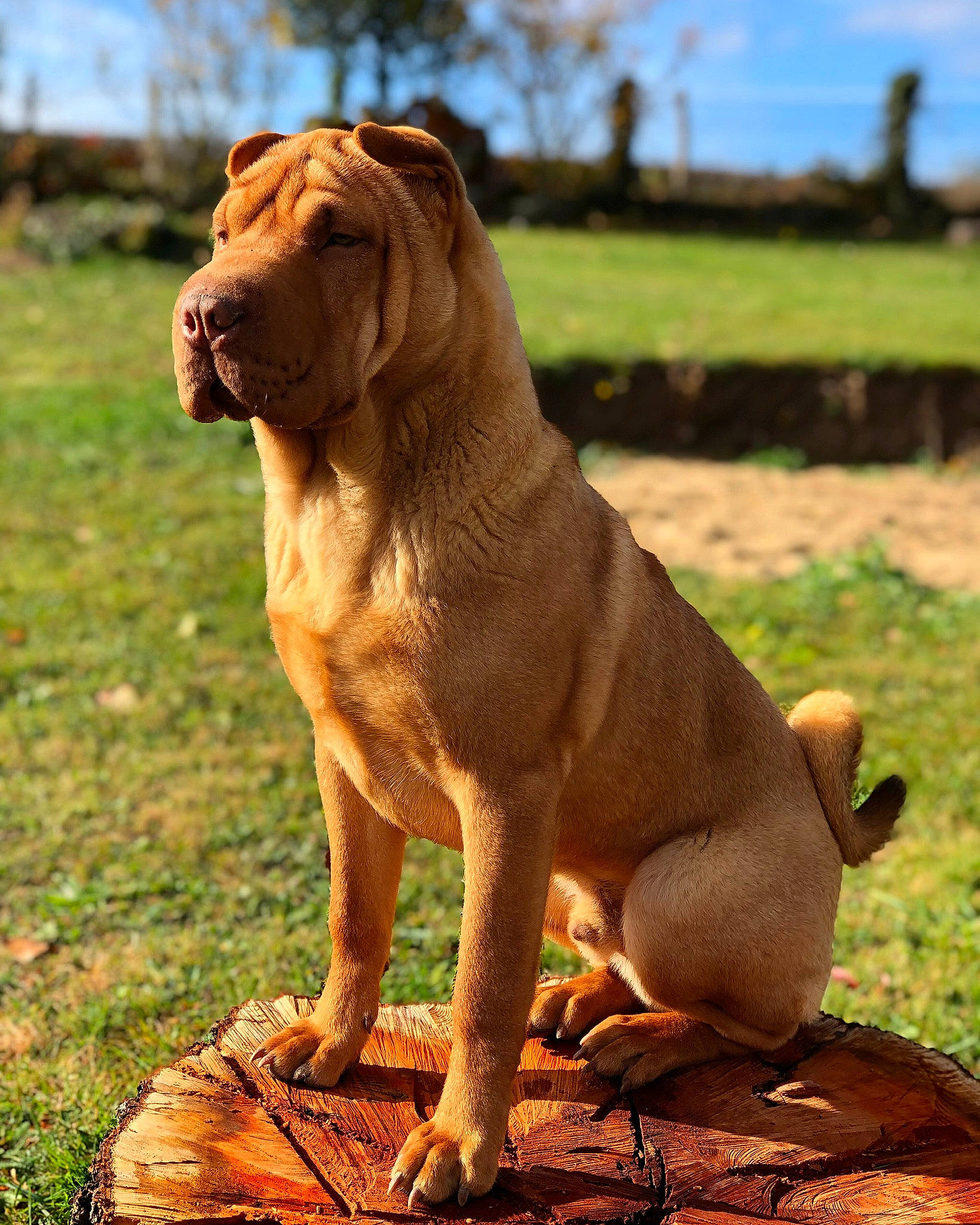 Mozzie participe au concours pour gagner de l'argent avec cette photo : ancient_dog_breeds, bloodhound, canidae, carnivore, companion_dog, dog, dog_breed, dogue_de_bordeaux, fawn, korean_mastiff, mammal, molosser, non_sporting_group, rare_breed_dog, shar_pei, vertebrate