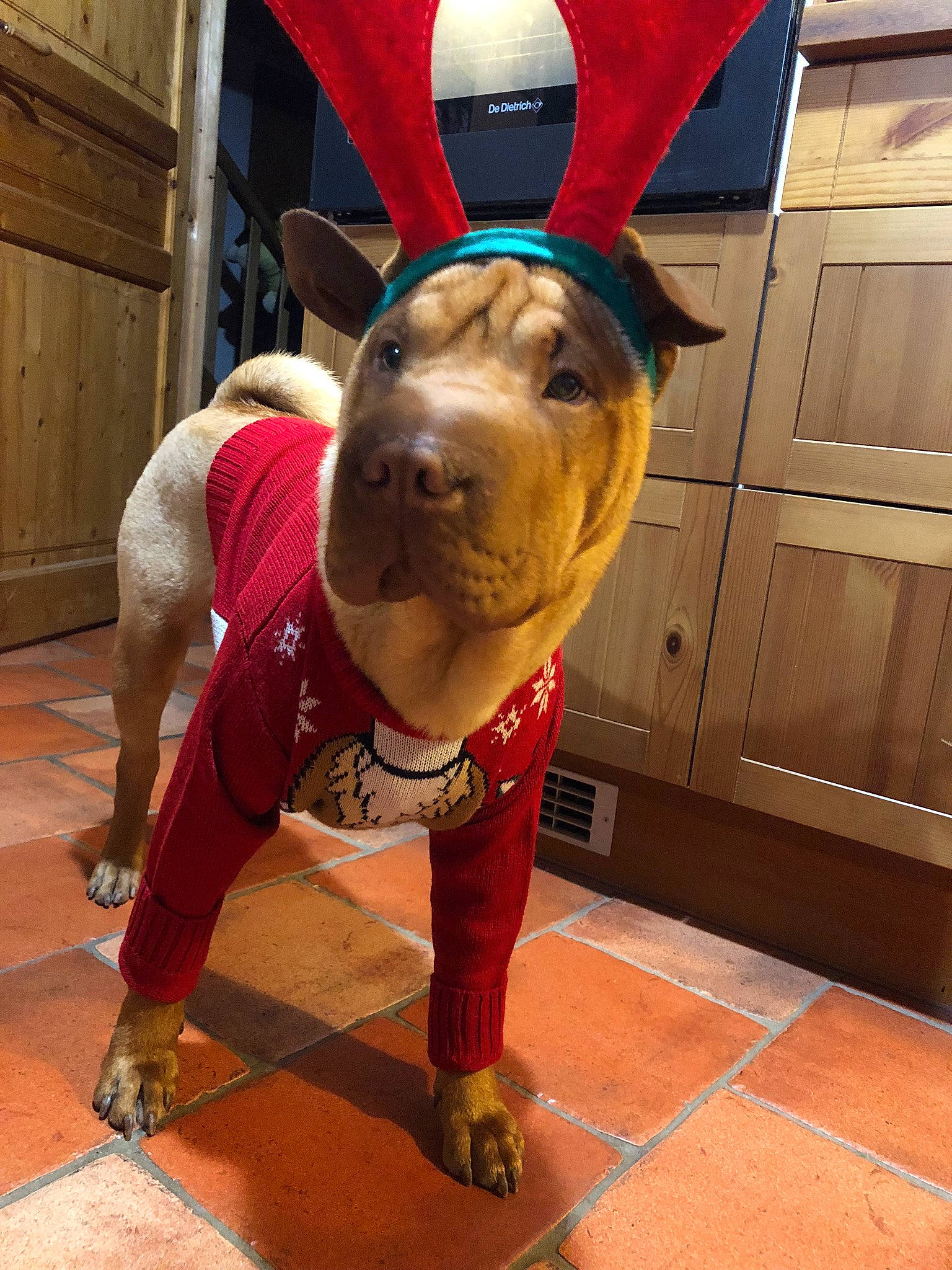 Mozzie a rejoint le concours — aidez-le/la à gagner de superbes lots ! american_pit_bull_terrier, american_staffordshire_terrier, canidae, carnivore, dog, dog_breed, dog_clothes, fawn, mammal, non_sporting_group, pit_bull, snout