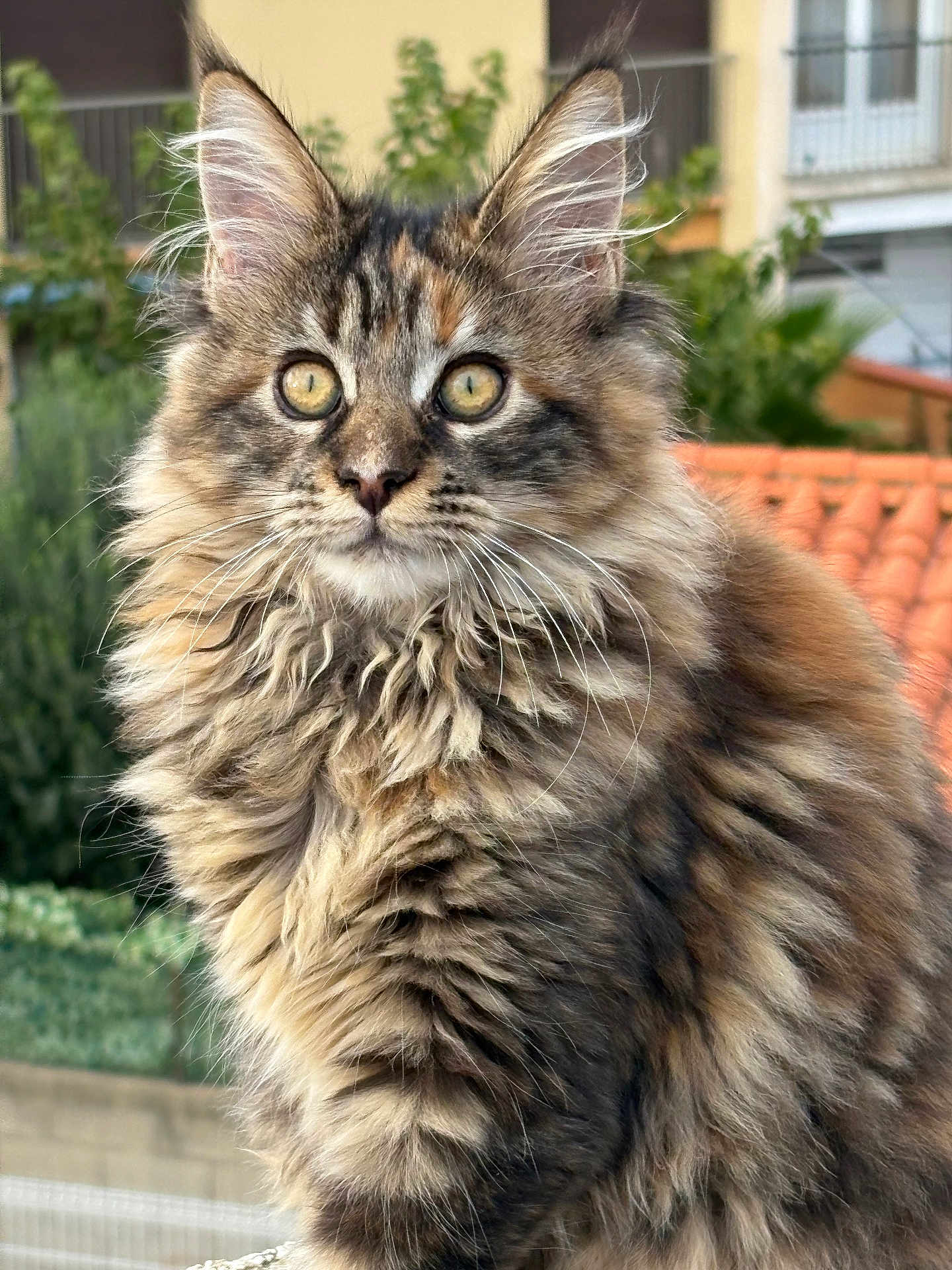 Alma