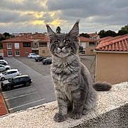 Alsan a rejoint le concours — aidez-le/la à gagner de superbes lots ! kitten, cat, gray_cat, tabby, outdoor, perched, concrete, ledge, suburban, houses, cars, cloudy_sky, ears_up, fur, whiskers, sitting, pets, animal, young_cat, curious