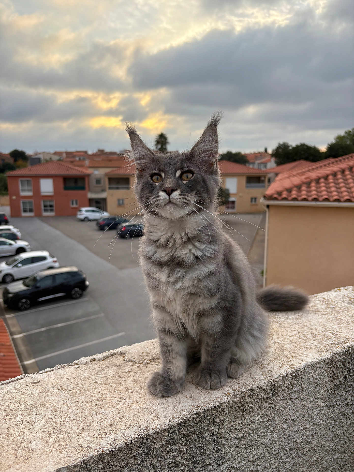 Alsan a rejoint le concours — aidez-le/la à gagner de superbes lots ! kitten, cat, gray_cat, tabby, outdoor, perched, concrete, ledge, suburban, houses, cars, cloudy_sky, ears_up, fur, whiskers, sitting, pets, animal, young_cat, curious