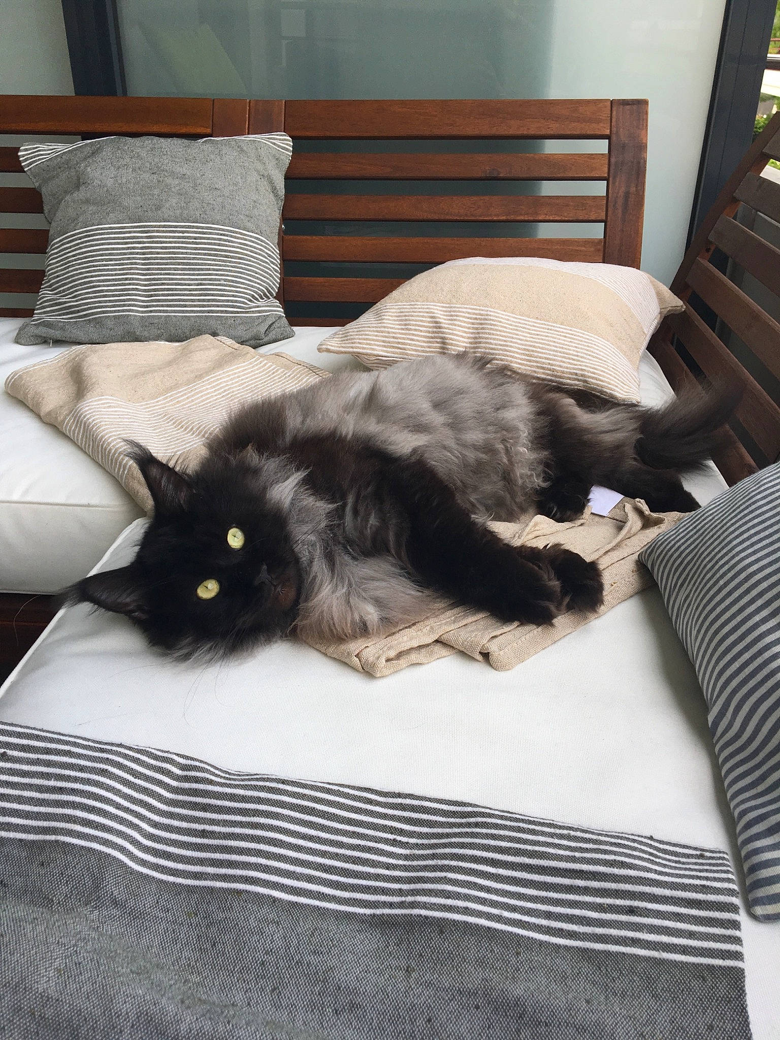 Loki De Cupicoon participe au concours pour gagner de l'argent avec cette photo : bed, bed_sheet, bedding, bedroom, black, black_and_white, black_cat, carnivore, cat, comfort, felidae, fur, furniture, linens, nap, pillow, room, small_to_medium_sized_cats, tail, whiskers