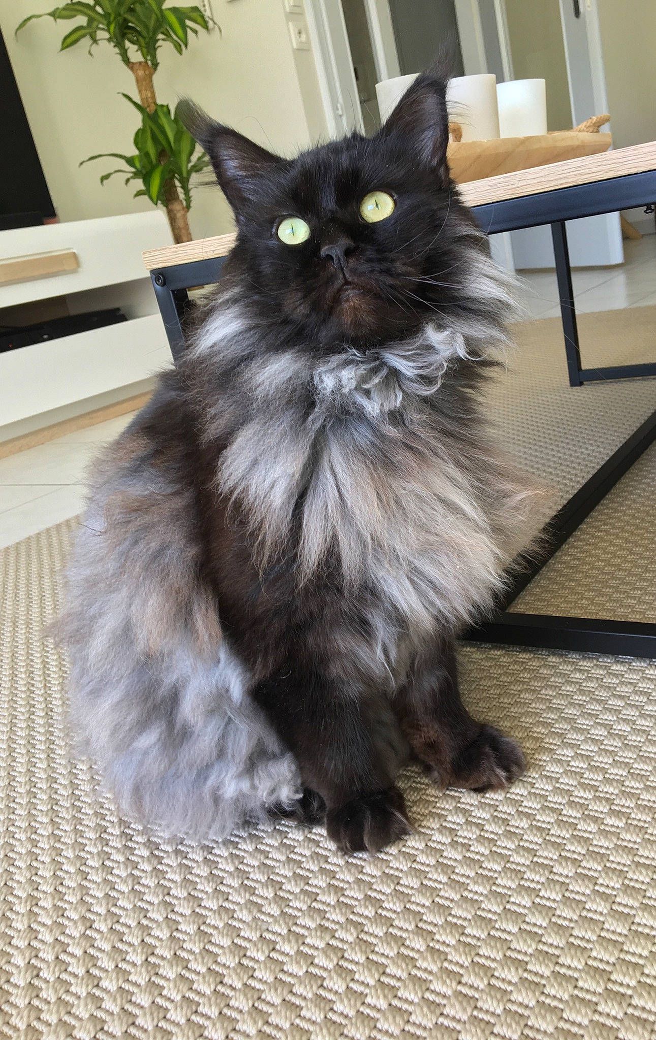 Loki De Cupicoon participe au concours pour gagner de l'argent avec cette photo : asian_semi_longhair, black_cat, british_longhair, british_semi_longhair, carnivore, cat, cymric, domestic_long_haired_cat, felidae, maine_coon, mammal, napoleon_cat, nebelung, norwegian_forest_cat, persian, ragamuffin, siberian, small_to_medium_sized_cats, vertebrate, whiskers