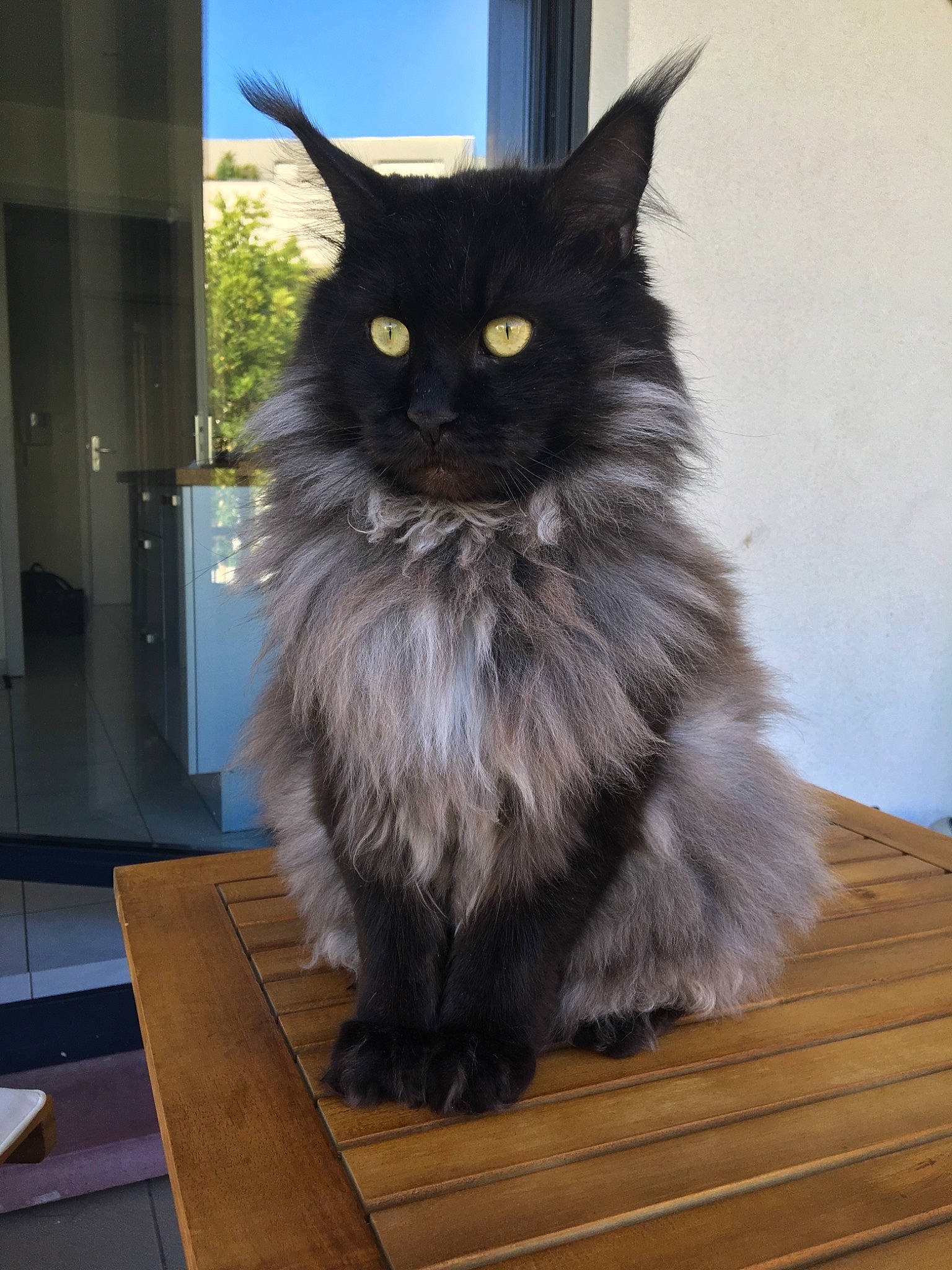 Loki De Cupicoon participe au concours pour gagner de l'argent avec cette photo : asian_semi_longhair, black_cat, british_longhair, british_semi_longhair, carnivore, cat, cymric, domestic_long_haired_cat, fawn, felidae, fur, maine_coon, mammal, napoleon_cat, nebelung, norwegian_forest_cat, ragamuffin, small_to_medium_sized_cats, vertebrate, whiskers
