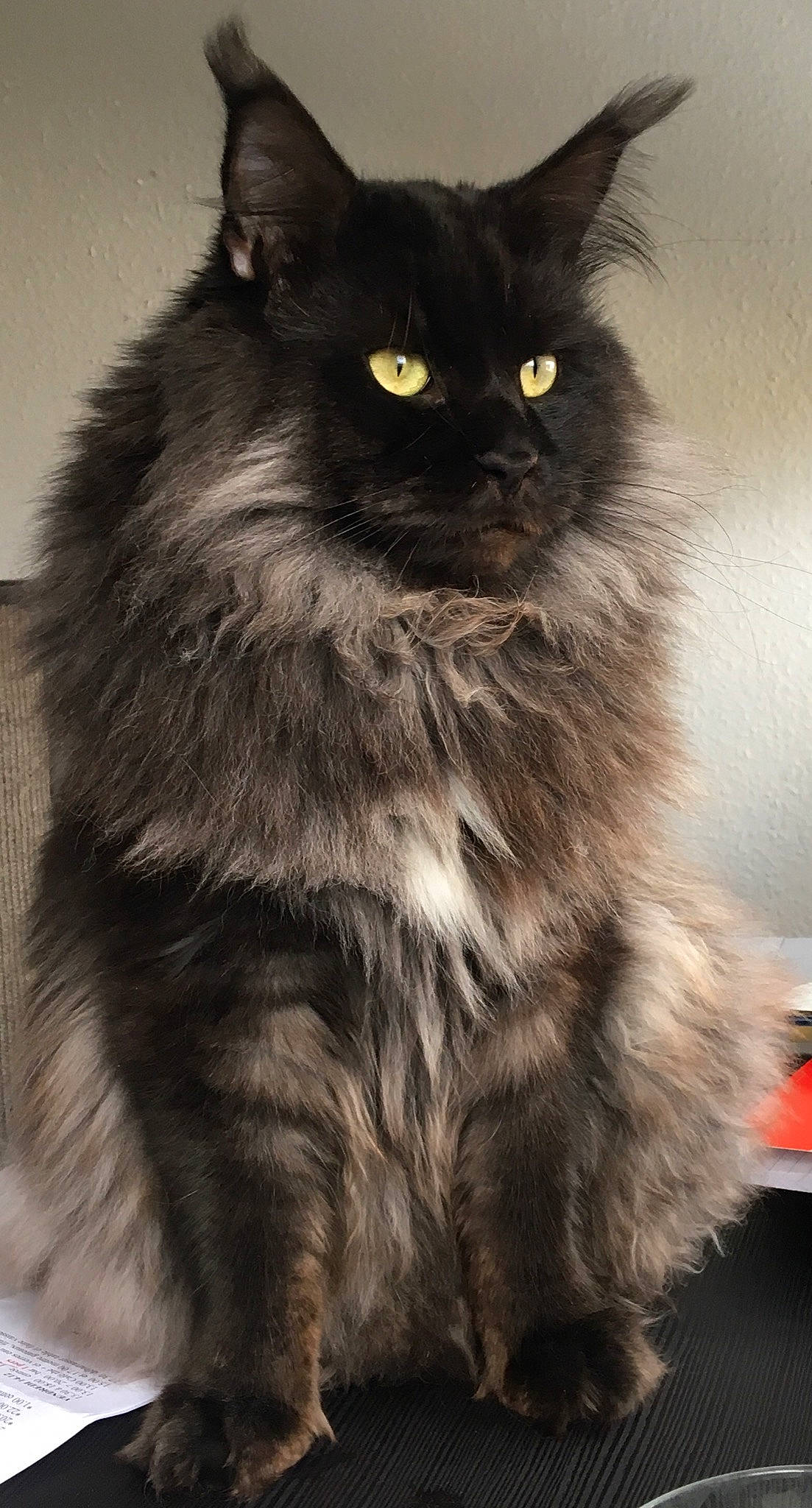 Loki De Cupicoon participe au concours pour gagner de l'argent avec cette photo : asian_semi_longhair, black_cat, british_longhair, british_semi_longhair, carnivore, cat, cymric, domestic_long_haired_cat, felidae, maine_coon, mammal, napoleon_cat, nebelung, norwegian_forest_cat, persian, ragamuffin, siberian, small_to_medium_sized_cats, vertebrate, whiskers