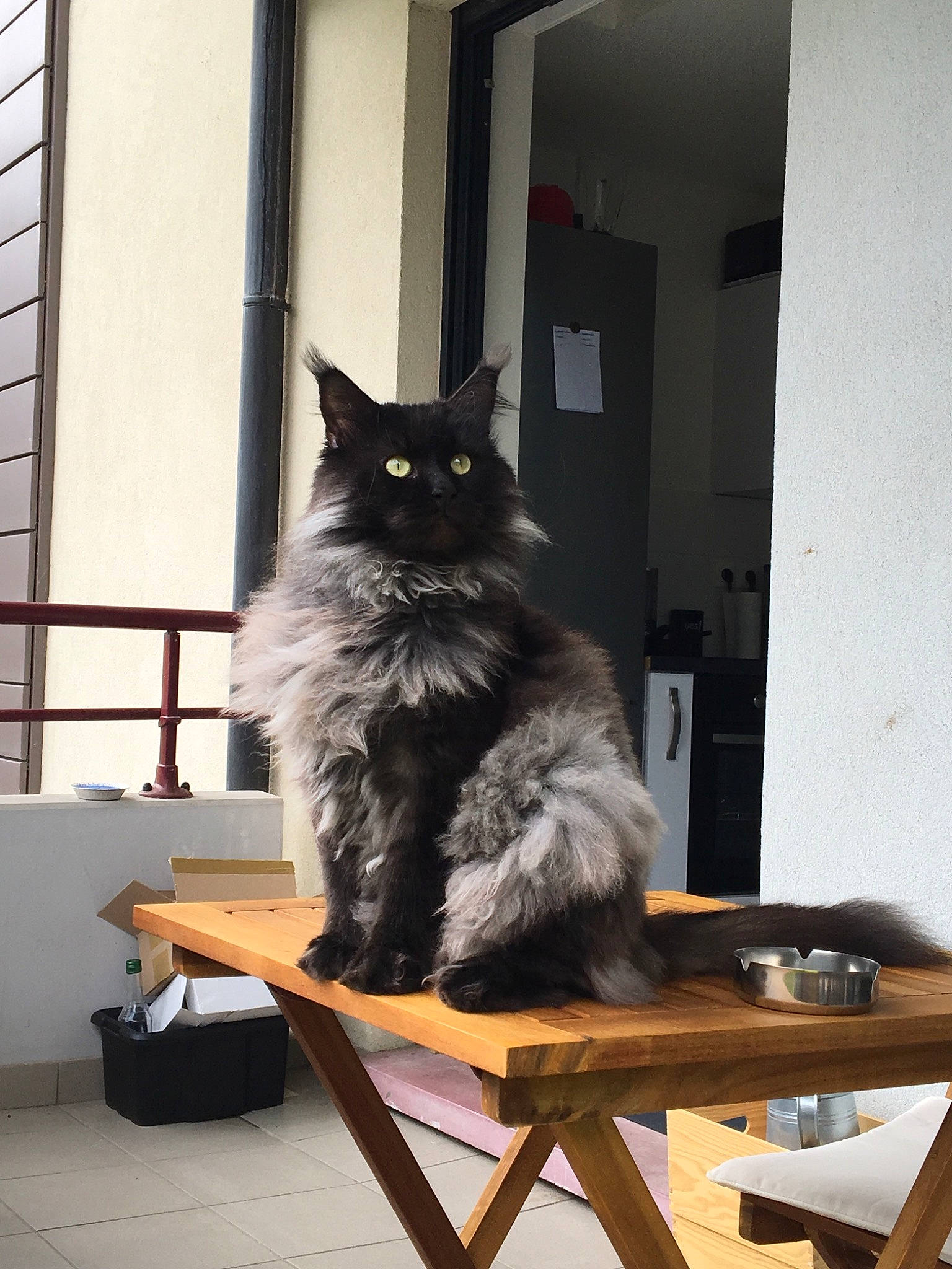 Loki De Cupicoon participe au concours pour gagner de l'argent avec cette photo : asian, asian_semi_longhair, carnivore, cat, domestic_long_haired_cat, domestic_short_haired_cat, felidae, maine_coon, nebelung, norwegian_forest_cat, sitting, small_to_medium_sized_cats, table, whiskers, window