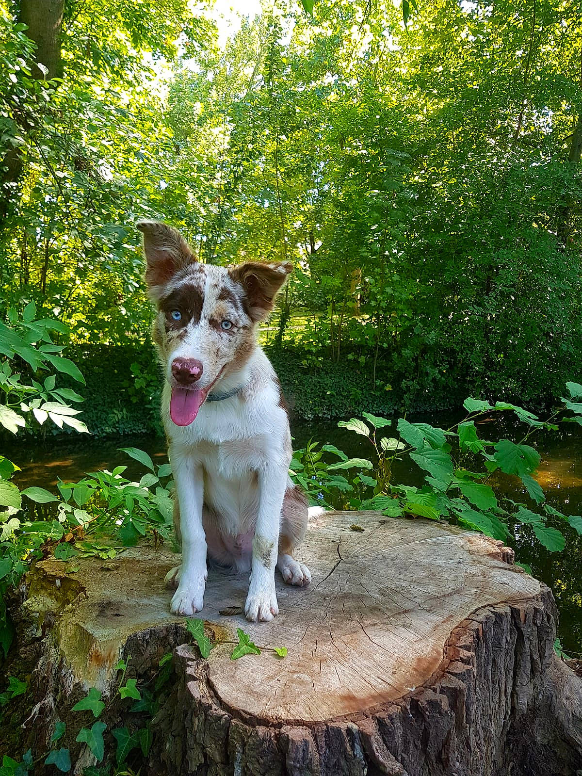 Balto a rejoint le concours — aidez-le/la à gagner de superbes lots ! adventure, border_collie, canidae, carnivore, companion_dog, dog, dog_breed, fawn, leaf, mammal, plant, tree, vertebrate, working_dog