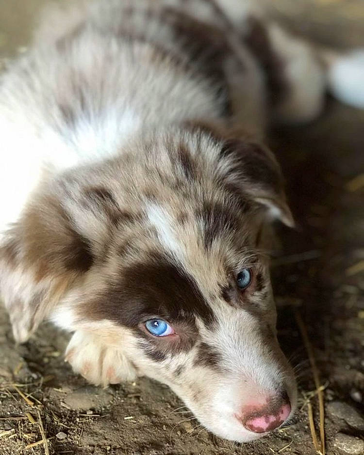 Balto a rejoint le concours — aidez-le/la à gagner de superbes lots ! australian_collie, australian_shepherd, border_collie, canidae, carnivore, dog, dog_breed, herding_dog, koolie, mammal, miniature_australian_shepherd, puppy, vertebrate