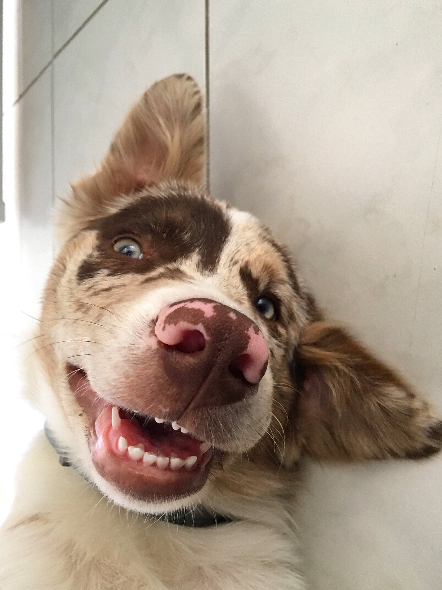 Balto participe au concours pour gagner de l'argent avec cette photo : australian_shepherd, border_collie, canidae, carnivore, dog, dog_breed, ear, english_springer_spaniel, fur, jaw, nose, pit_bull, smile, snout, spaniel, sporting_group, tooth, whiskers