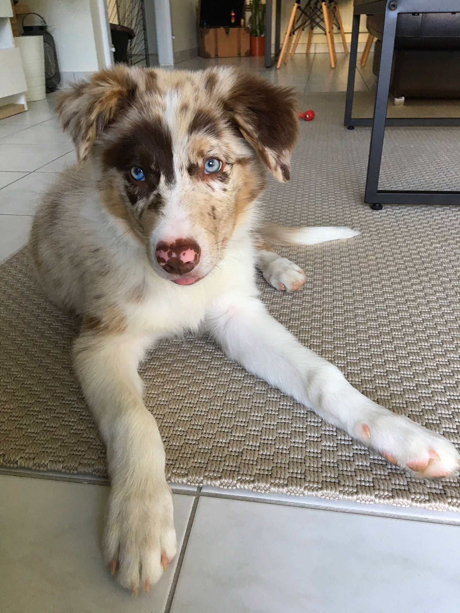 Balto a rejoint le concours — aidez-le/la à gagner de superbes lots ! aidi, australian_collie, australian_shepherd, basque_shepherd_dog, border_collie, canidae, carnivore, companion_dog, dog, dog_breed, herding_dog, mammal, miniature_australian_shepherd, rare_breed_dog, scotch_collie, snout, sporting_group, vertebrate, working_dog