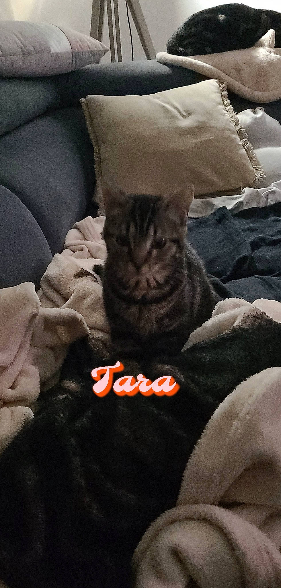 Tara