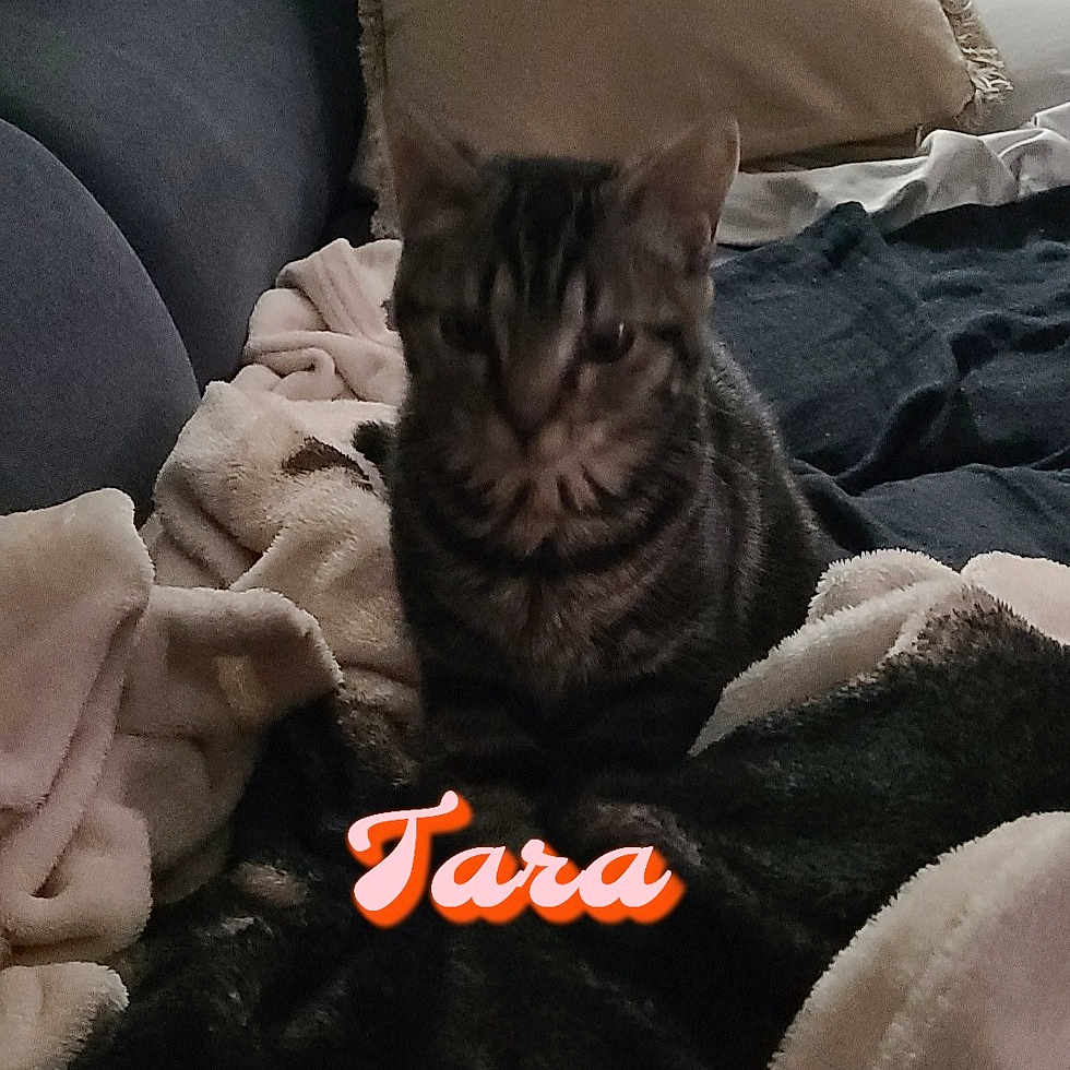 Tara
