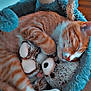 animal, cat, cat_bed, close_up, cozy, cute, fur, furry, indoor, orange_tabby, paw, pet, plush_toy, relaxed, resting, sleeping, snuggling, soft, teddy_bear, whiskers
