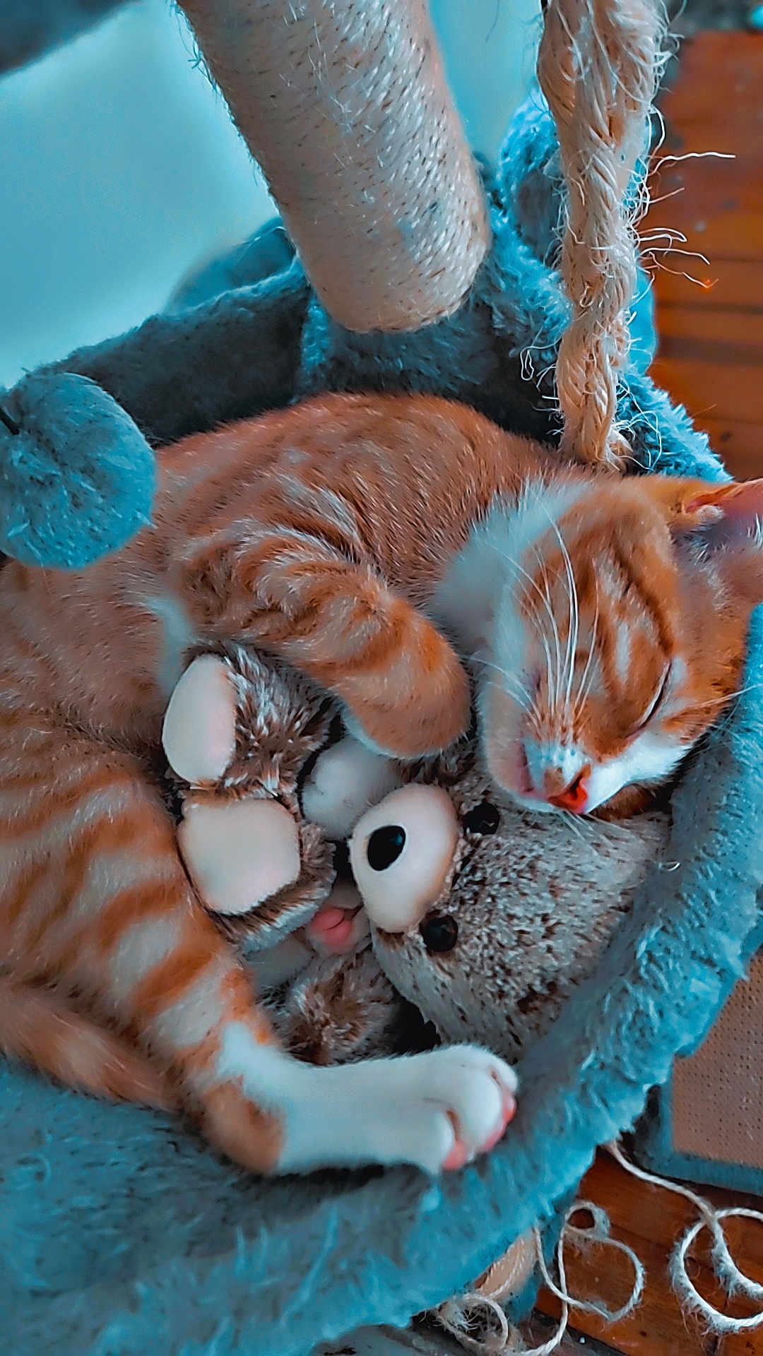 Garfield is registered to the contest to win money with this photo: animal, cat, cat_bed, close_up, cozy, cute, fur, furry, indoor, orange_tabby, paw, pet, plush_toy, relaxed, resting, sleeping, snuggling, soft, teddy_bear, whiskers