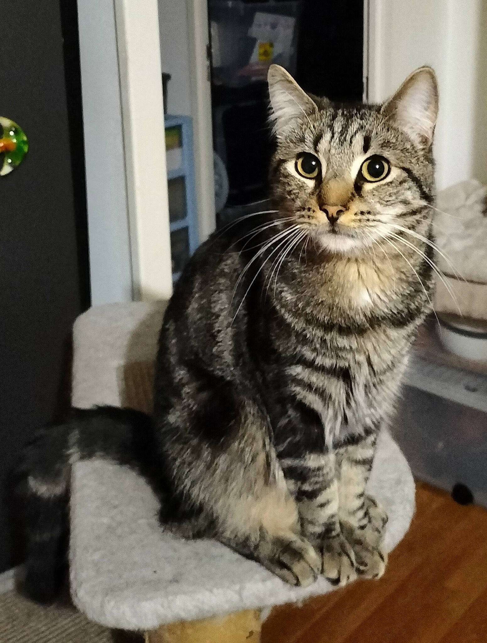 Arthur a rejoint le concours — aidez-le/la à gagner de superbes lots ! carnivore, cat, claw, domestic_short_haired_cat, door, felidae, flooring, fur, grey, hardwood, paw, sitting, small_to_medium_sized_cats, snout, tail, whiskers, window