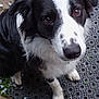 dog, border_collie, black_and_white, close_up, portrait, wet_nose, paws, fur, eyes, whiskers, muzzle, nose, attentive, cute, pet, outdoor, mat, grass, dirt, sitting