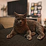 cat, gray_cat, pet, feline, indoor, living_room, television, furniture, relaxed, lounging, animal, domestic_animal, whiskers, ears, paws, fur, close_up, blurred_background, home, cozy