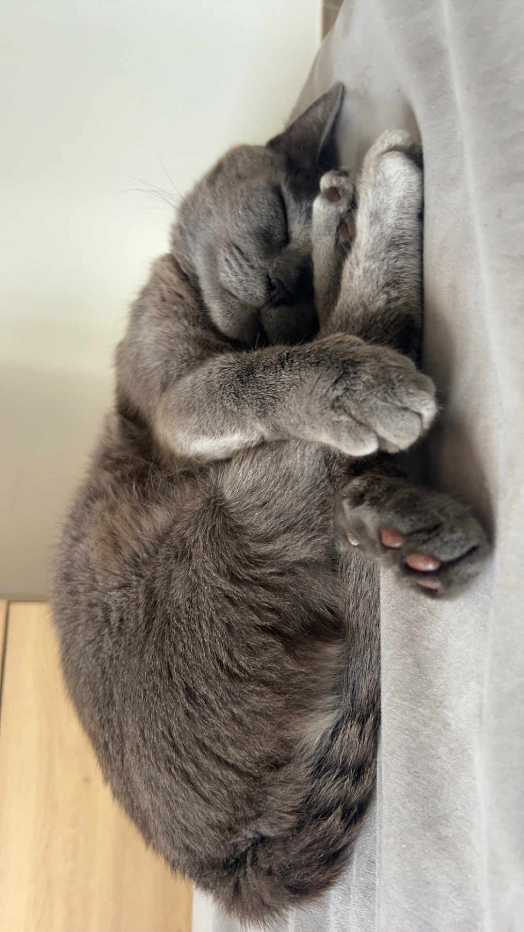 Goku a rejoint le concours — aidez-le/la à gagner de superbes lots ! cat, sleeping, gray_fur, curled_up, paws, cozy, indoor, pet, feline, relaxed, cute, whiskers, fur, close_up, resting, domestic_animal, soft_surface, peaceful, animal, nap