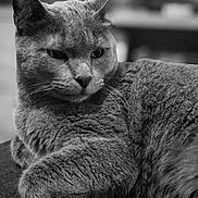 Goku a rejoint le concours — aidez-le/la à gagner de superbes lots ! cat, feline, close_up, black_and_white, whiskers, fur, relaxed, pet, animal, indoor, portrait, mammal, cute, sleepy, soft, domestic_cat, laying, calm, cozy, resting