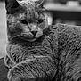 cat, feline, close_up, black_and_white, whiskers, fur, relaxed, pet, animal, indoor, portrait, mammal, cute, sleepy, soft, domestic_cat, laying, calm, cozy, resting