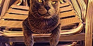 Goku a rejoint le concours — aidez-le/la à gagner de superbes lots ! cat, chair, stacked_chairs, furniture, animal, pet, lounge, relaxing, texture, digital_art, painting_effect, warm_colors, ears, whiskers, paws, eyes, metal, wood, indoor, closeup