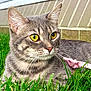 cat, gray_tabby, yellow_eyes, grass, outdoor, close_up, animal, pet, feline, whiskers, ears, nose, fur, nature, greenery, resting, side_view, brick_wall, pink_object, daylight