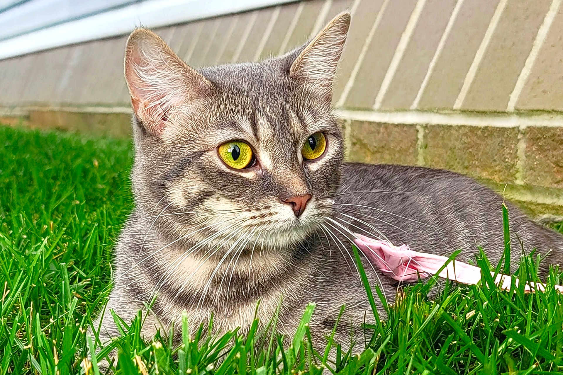 Meredith