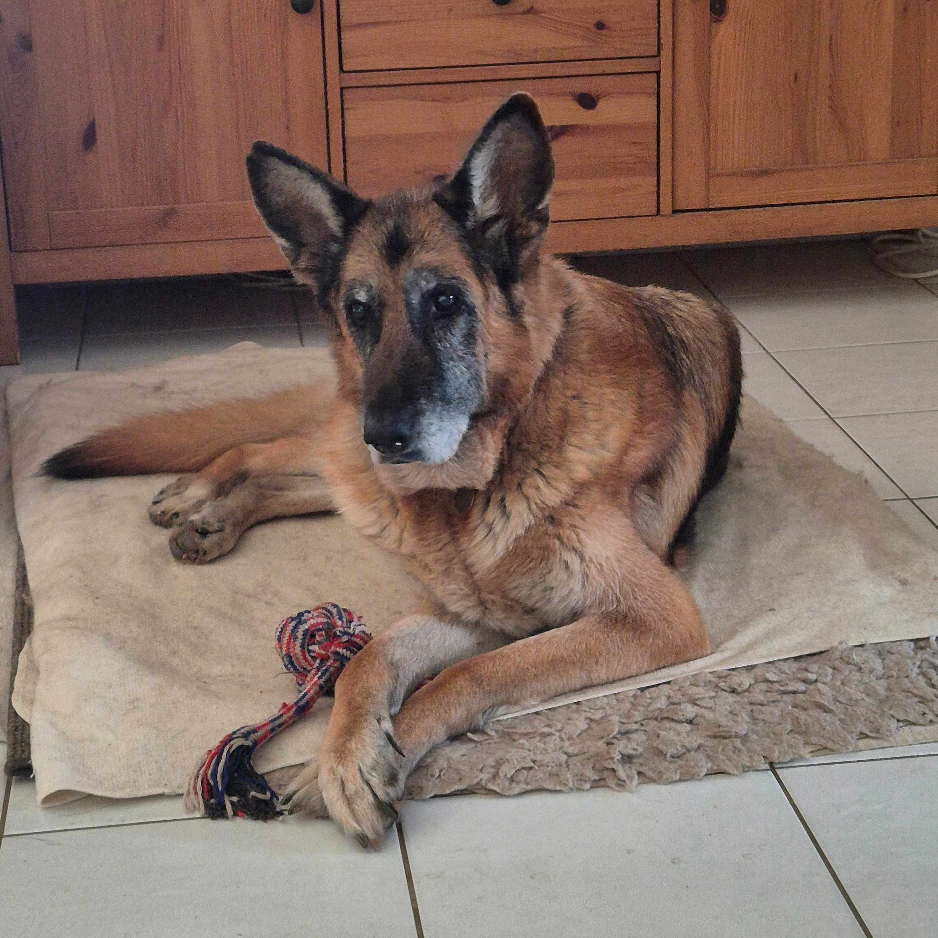 India participe au concours pour gagner de l'argent avec cette photo : animal, cabinet, canine, clothing, dog, drawer, footwear, furniture, germanshepherd, hardwood, indoors, interiordesign, pet, plywood, policedog, puppy, sandal, shoe, sneaker, wood