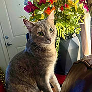 Jinx joined the competition — help win amazing prizes! cat, gray_cat, tabby, indoor, flowers, bouquet, vase, furniture, leather, brown, green_leaves, door, window, curtains, plant, pet, animal, sitting, closeup, domestic