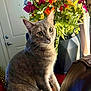 cat, gray_cat, tabby, indoor, flowers, bouquet, vase, furniture, leather, brown, green_leaves, door, window, curtains, plant, pet, animal, sitting, closeup, domestic