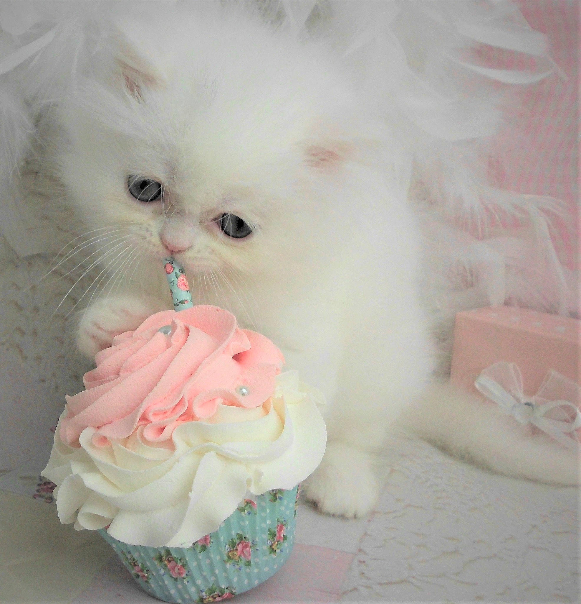 Marshmallow joined the competition — help win amazing prizes! carnivore, cat, dessert, felidae, fur, peach, petal, pink, plant, rose, rose_family, rose_order, small_to_medium_sized_cats, terrestrial_animal, whiskers