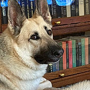 Daniel is registered to the contest to win money with this photo: animal, books, bookshelf, brown_eyes, calm, canine, close_up, companion, dog, domestic_animal, ears, face, fur, german_shepherd, indoor, pet, portrait, resting, sitting, wooden_furniture