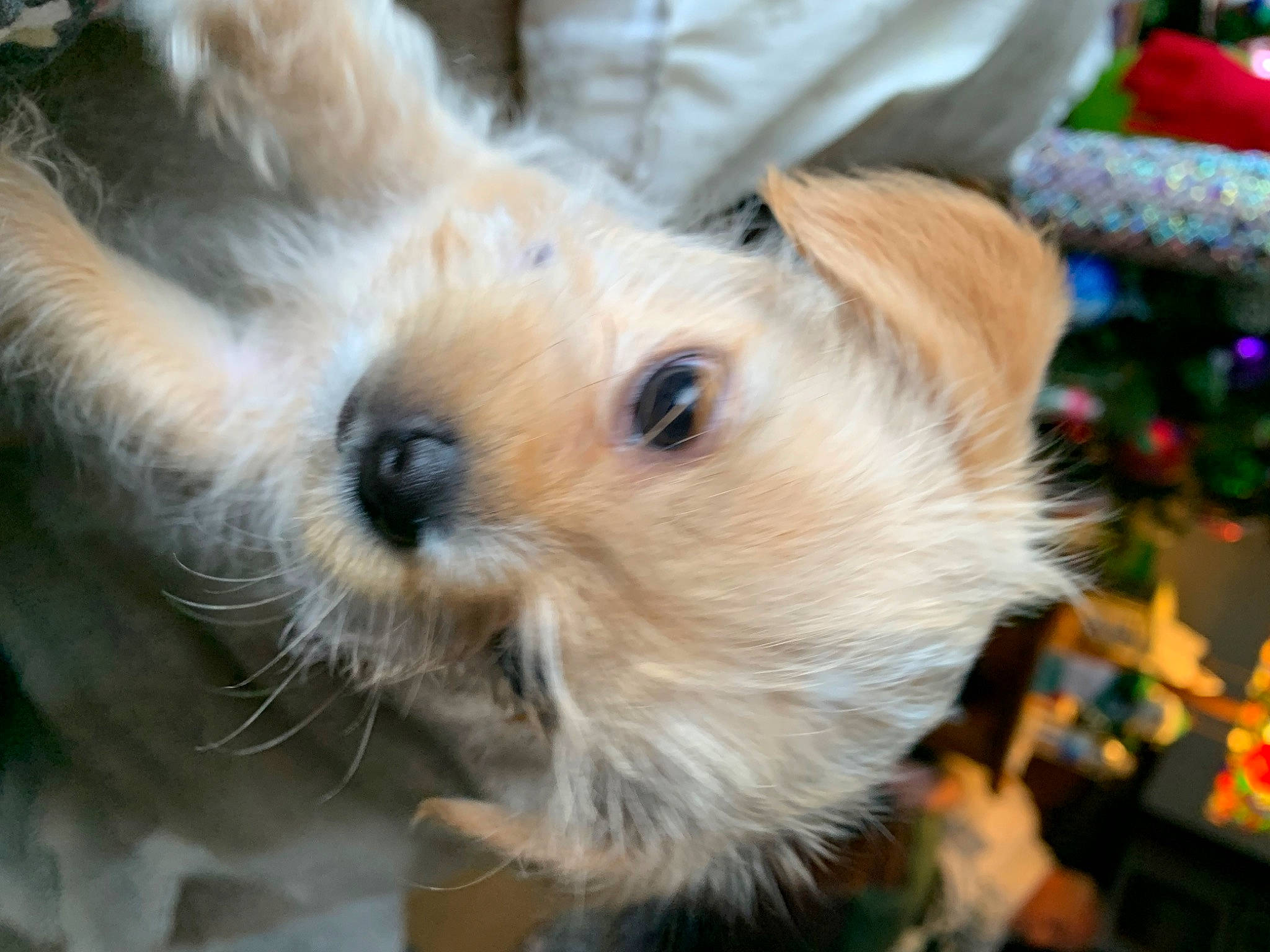 Chai is registered to the contest to win money with this photo: canidae, carnivore, companion_dog, dog, dog_breed, ear, event, fawn, fur, pomeranian, small_terrier, snout, sporting_group, terrestrial_animal, terrier, toy, toy_dog, whiskers, working_animal, yorkshire_terrier