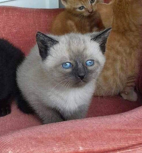 Bruno participe au concours pour gagner de l'argent avec cette photo : asian, balinese, birman, british_shorthair, burmese, carnivore, cat, eye, fawn, felidae, himalayan, kitten, mammal, ragdoll, siamese, small_to_medium_sized_cats, thai, tonkinese, vertebrate, whiskers