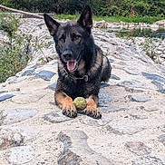 Tex participe au concours pour gagner de l'argent avec cette photo : dog, german_shepherd, tennis_ball, rocky_path, river, water, greenery, trees, outdoor, nature, animal, pet, playing, tongue_out, collar, summer, daylight, happy, lying_down, landscape