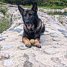 dog, german_shepherd, tennis_ball, rocky_path, river, water, greenery, trees, outdoor, nature, animal, pet, playing, tongue_out, collar, summer, daylight, happy, lying_down, landscape