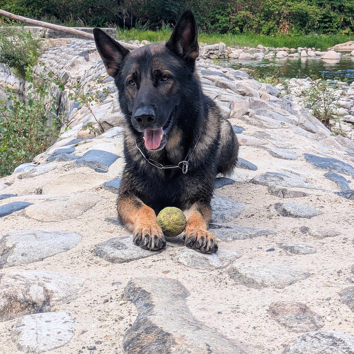 Tex participe au concours pour gagner de l'argent avec cette photo : dog, german_shepherd, tennis_ball, rocky_path, river, water, greenery, trees, outdoor, nature, animal, pet, playing, tongue_out, collar, summer, daylight, happy, lying_down, landscape