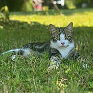 Milo participe au concours pour gagner de l'argent avec cette photo : cat, tabby_cat, grass, outdoor, pet, feline, green_eyes, lying_down, portrait, shallow_depth_of_field, sunlight, summer, close_up, whiskers, natural, meadow, paws, domestic_cat, attentive, blurred_background