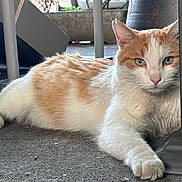 Sony participe au concours pour gagner de l'argent avec cette photo : cat, orange_and_white_cat, feline, pet, green_eyes, whiskers, paw, close_up, portrait, lounging, concrete_floor, metal_pole, balcony, outdoor, sunlight, resting, tabby, fur_texture, urban_environment, relaxed